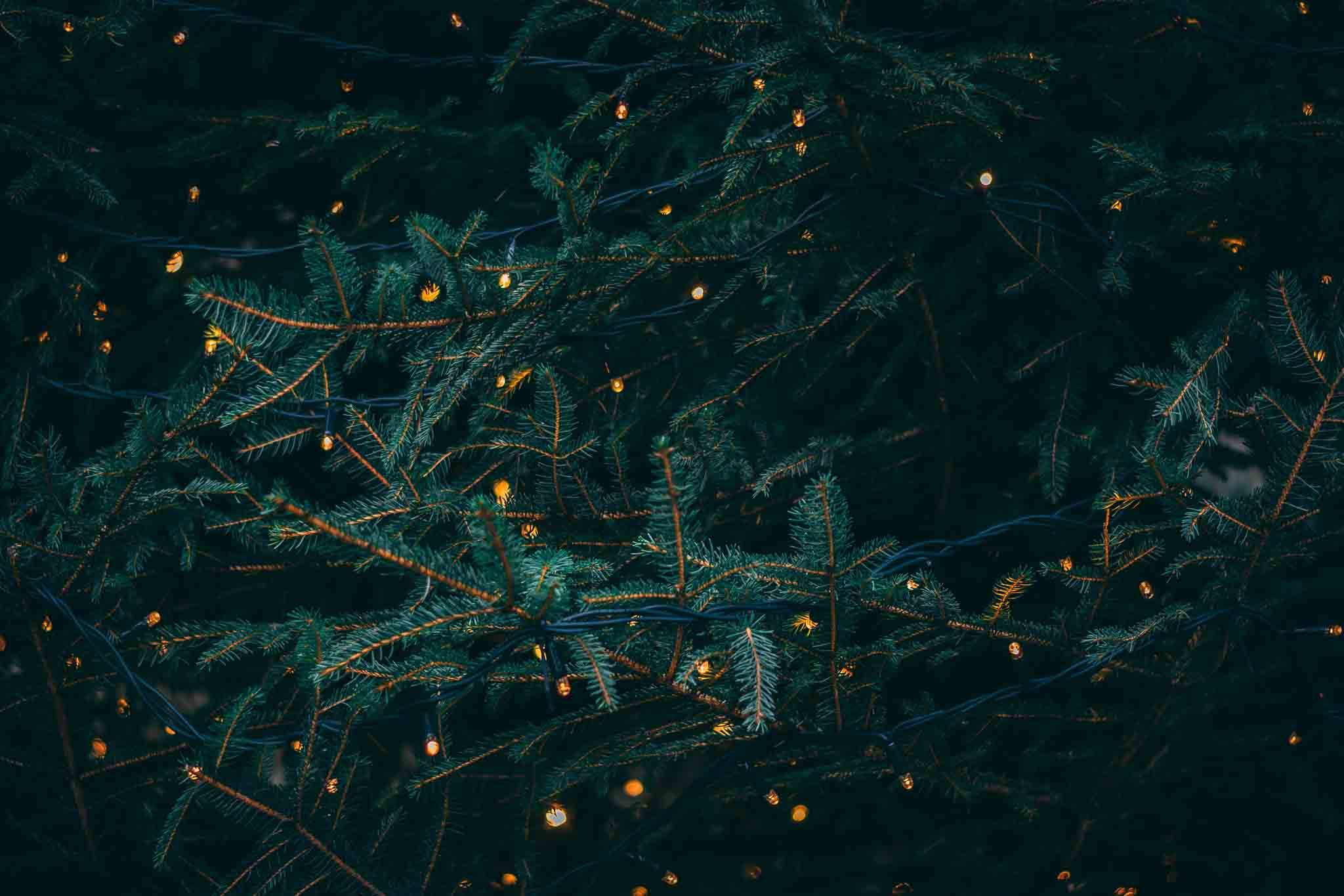 Close-up of a Christmas tree with lights